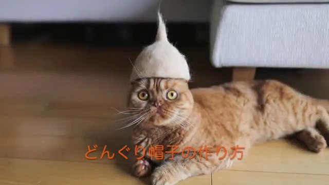 Des chapeaux pour chats fait en poils de chats
