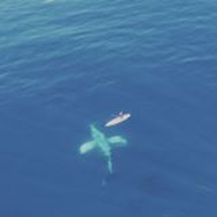 Paddleboarders Witness Stunning Humpack Whale Display