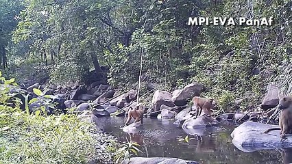 Así observaron a  chimpancés haciendo algo nunca antes visto