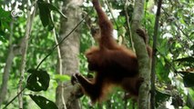 Rettung für den Orang-Utan | Projekt Zukunft