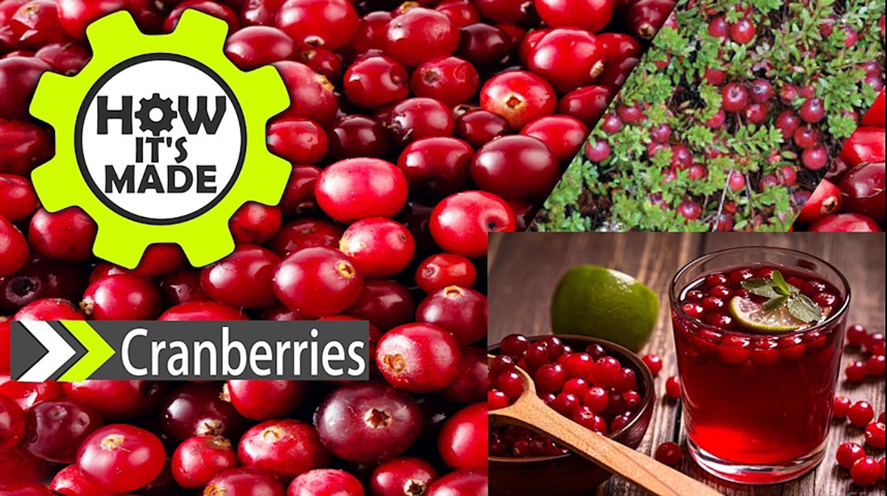 How It's Made:Cranberries By Discovery हिंदी