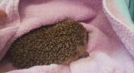 BBC News_Stoke & Staffordshire 1Dec16 - RSPCA Stapeley Grange are full to the brim with hedgehogs