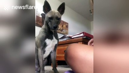 Dog plays pat-a-cake with owner