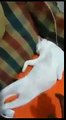 Aniden uyandırılan şaşkın kedi