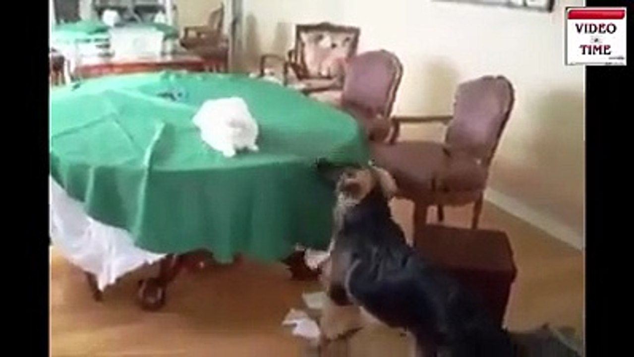 Kedilerle köpeklerin mücadelesi