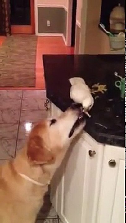 ALLIANCE RHDP: politique ivoirienne illustré rdr nourri pdci