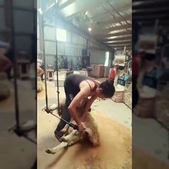 sheep get a hair cut Amazing talent very fast speed