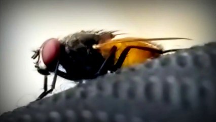 Flies macro Videography