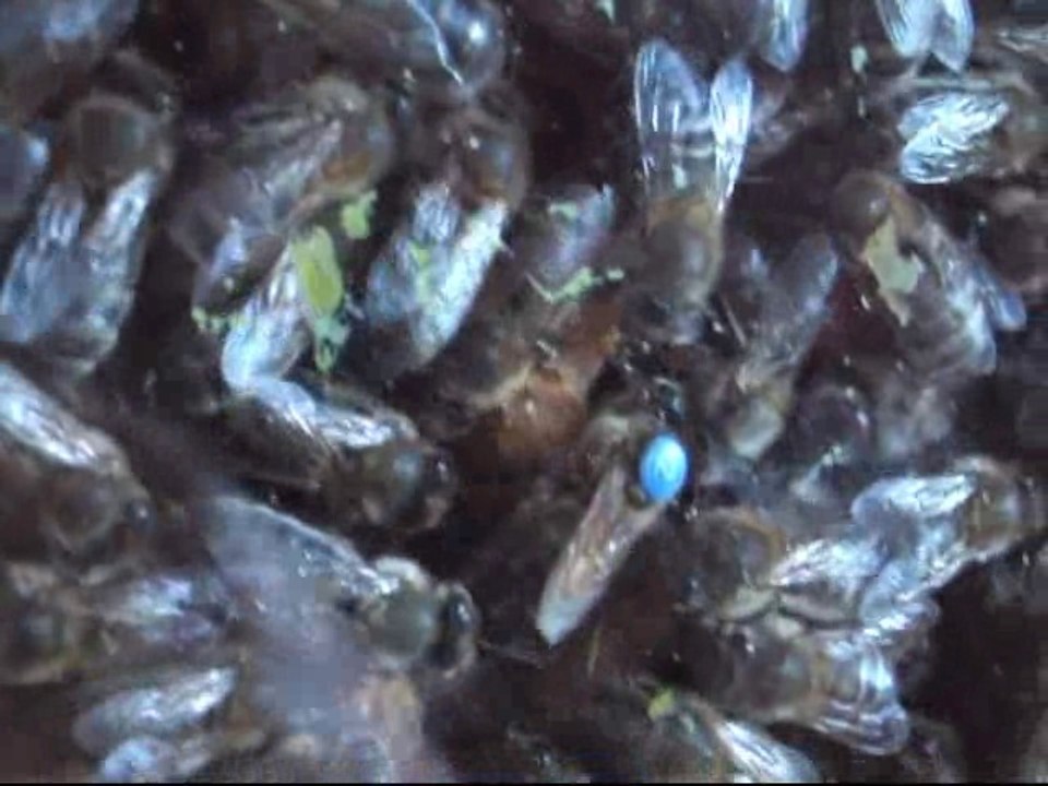 leçon d'apiculture
