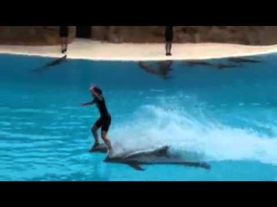 Amazing Dolphin Stunts - Unbelievable - Must Watch