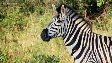 Sonidos de Animales para bebés y niños de 1, 2, 3, 4 y 5 años - En Español