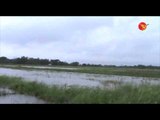 Flood in the Pegu Rice Fields