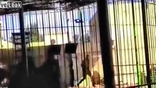 Un lion dévore son dresseur en plein spectacle. Le public est sous le choc !