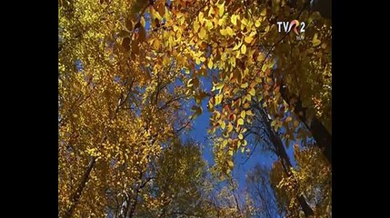 Jenica Bercea Anton - N-am cui da doua parale (Popasuri folclorice - TVR 2 - 05.12.2015)