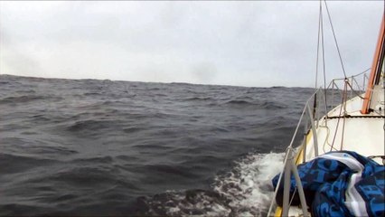 J27 : Louis Burton croise la route d'une baleine / Vendée Globe