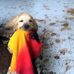Retriever Redecorates Home with Muddy Paws