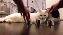 Questo gatto è un genio! I bicchieri si spostano e lui sa sempre sotto quale è la pallina!