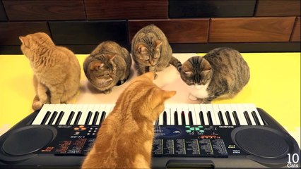 Cat Playing Keyboard