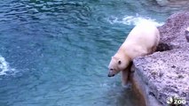 Humphrey Explores the Big Polar Bear Habitat