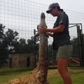 Baby giraffe Zenda loves Mari's company