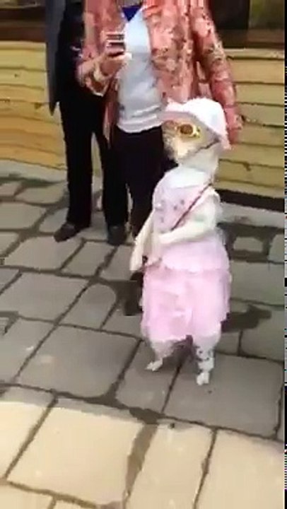 funny video 2017