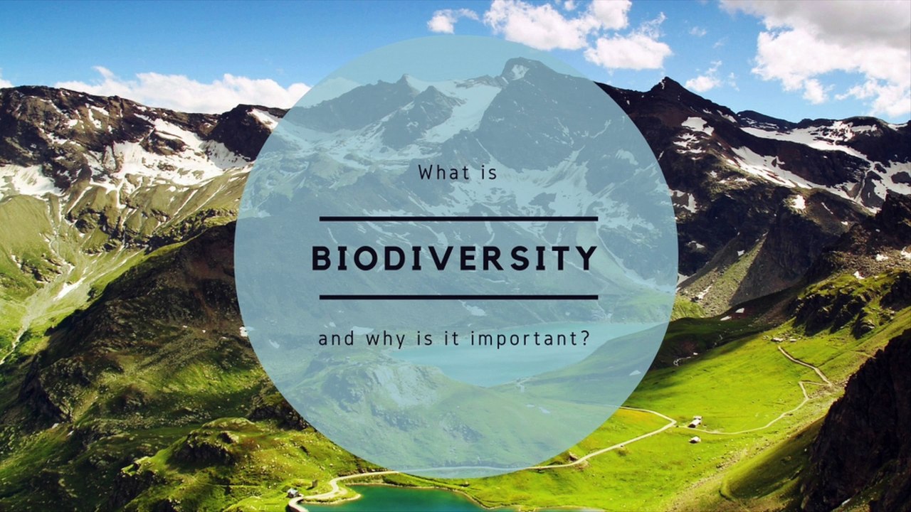 What Is BioDiversity?
