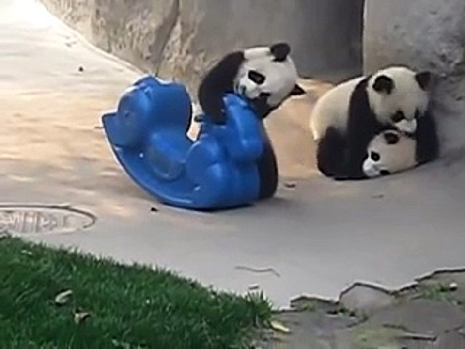 Baby Panda Playing