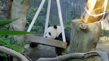 Mama Panda Bai Yun Celebrates 24th Birthday at the San Diego Zoo