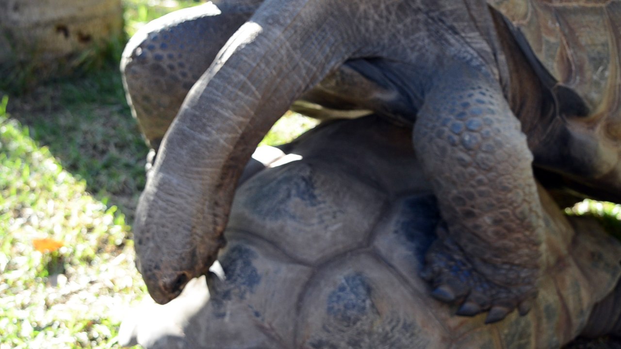 Giant Tortoise Style