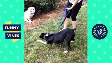 Top Animal Thug Life Compilation Pt 2 | Funny Vines 2016