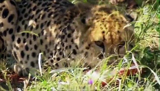 Guépards - Dans la savane de Namibie (doc 2016 stfr)