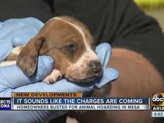 More than 70 animals, insects found living inside Mesa home