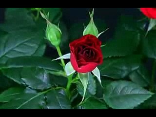 for all my viewers and followers...