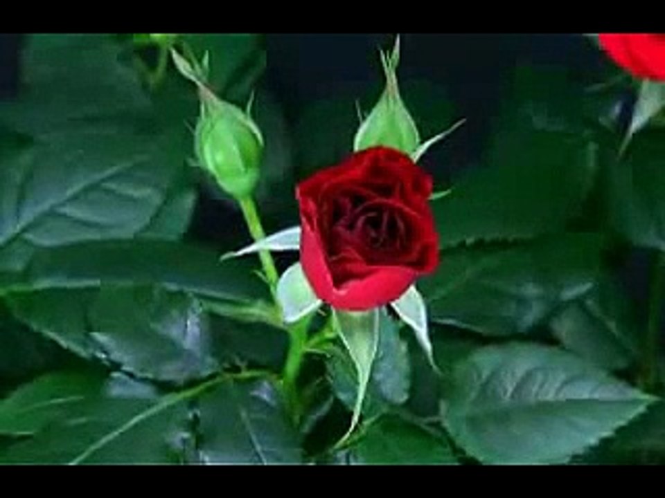 for all my viewers and followers...