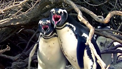Penguenler de Aldatır -  Hollywood Dublajı