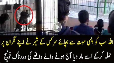 Watch Lion Attack Trainer At Circus