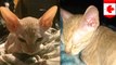 Penipu mencukur kucing kampung, dijual sebagai kucing Sphynx mahal - Tomonews