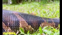 World's biggest snake found in Amazon river - Biggest python snake - Giant anaconda Largest snake