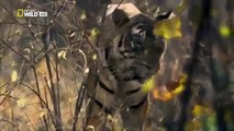 Nat Geo Wild - Tigers Revenge Wild animals -  [National Geographic Documentary]