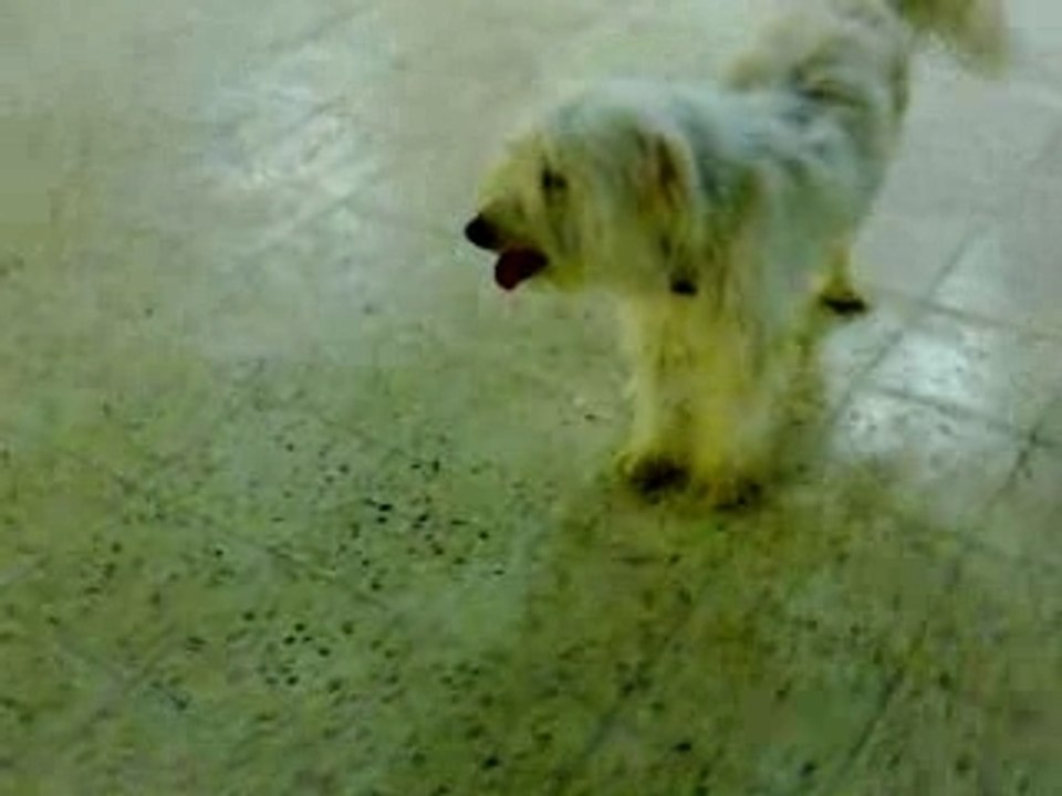 dog