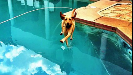 Watch 35 Pictures Taken At The Right Moment 2016