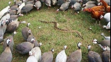 watch top 15 daily funny pics of the week 2016