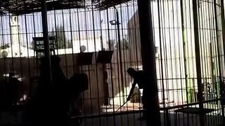 Lion Attacked on Trainer in the Circus