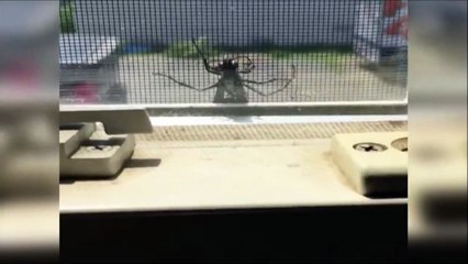 Une méthode un peu radicale pour tuer une araignée... FAIL