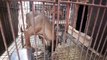 50 Dogs Rescued from Korean Dog Meat Farm