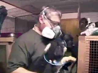 Cruelty in Canada  Puppy Mill Bust