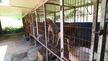 Dog Meat Farm in South Korea Demolished
