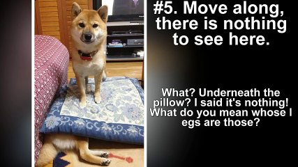 15 Times Dogs Were Man’s WORST Friend #watchzozo