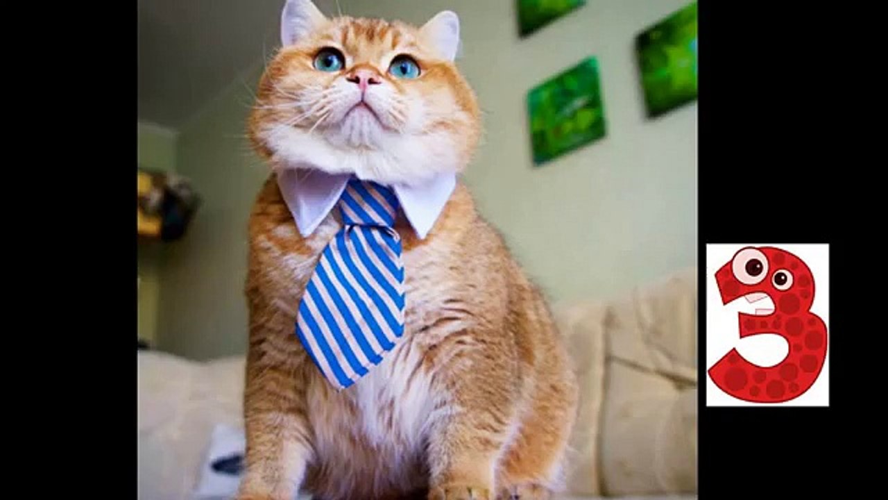 Funny Cats Compilation 2min NEW in HD 2016