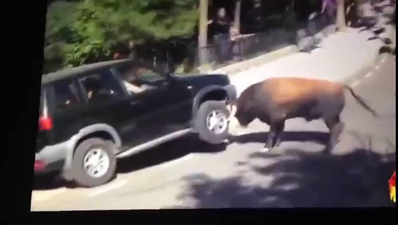 Bull vs vehicle